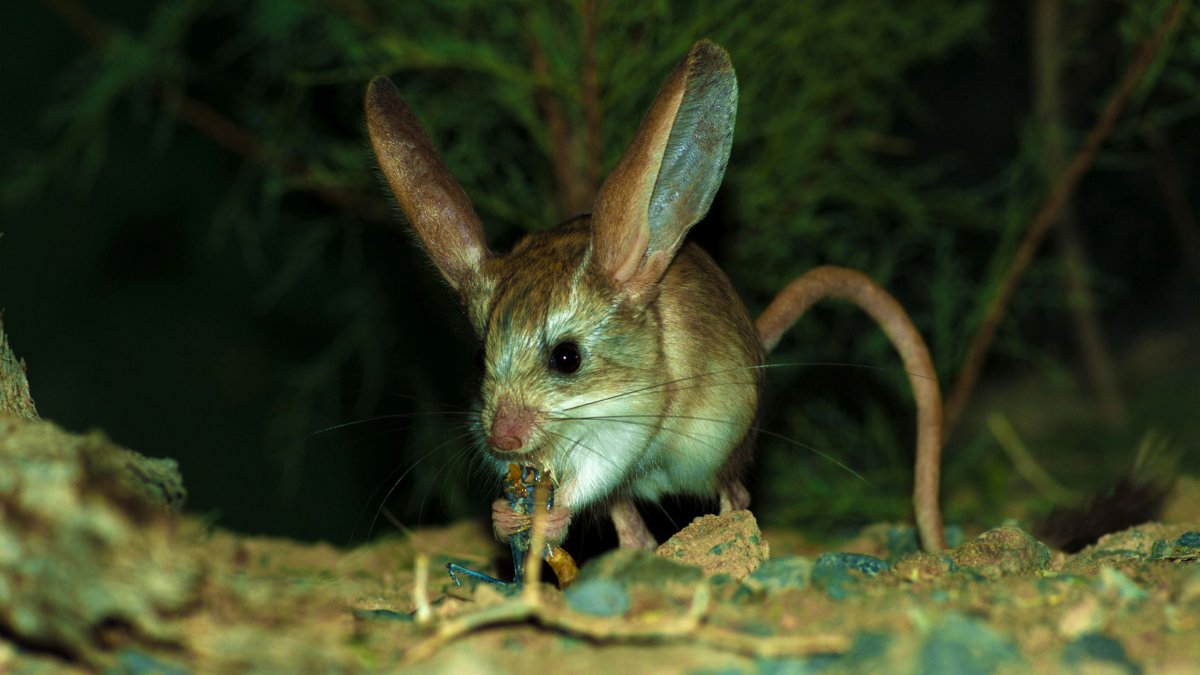Мадагаскарский тушканчик