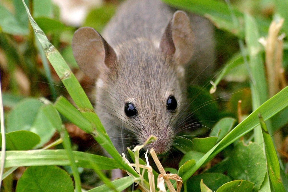 Желтогорлая Лесная мышь