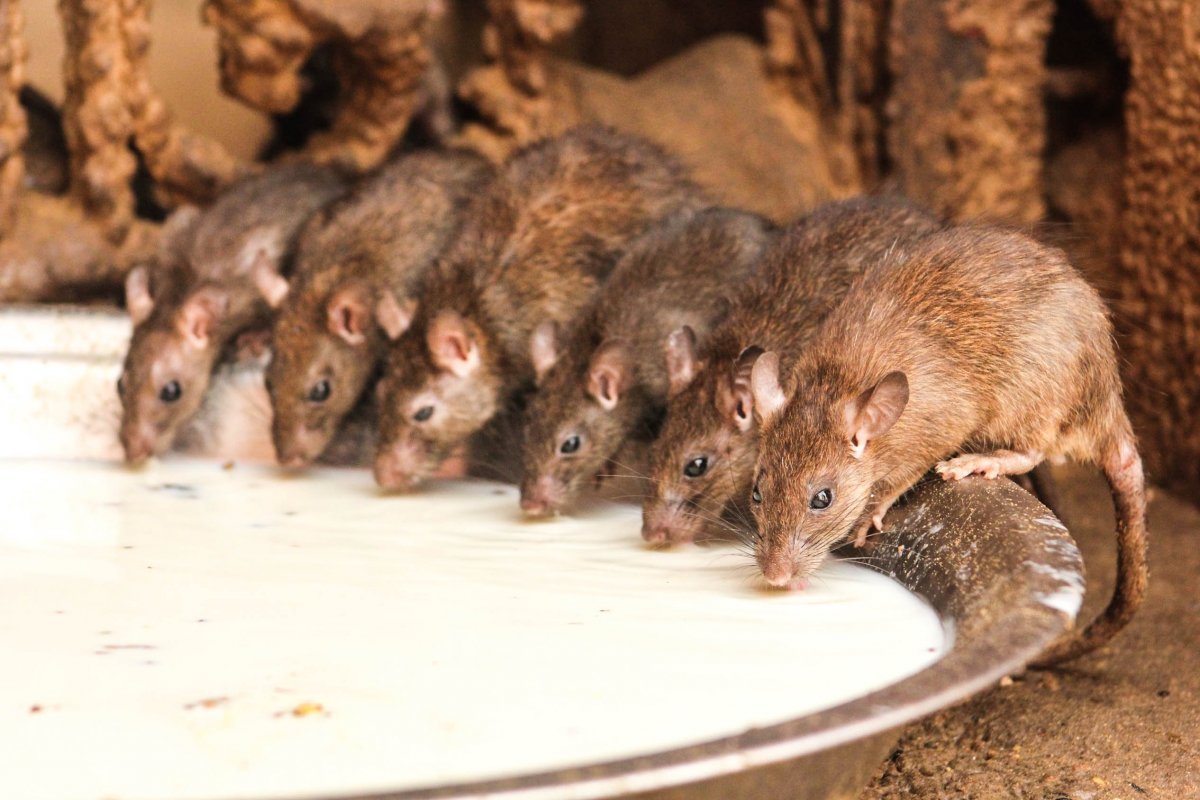 Крысы подружки