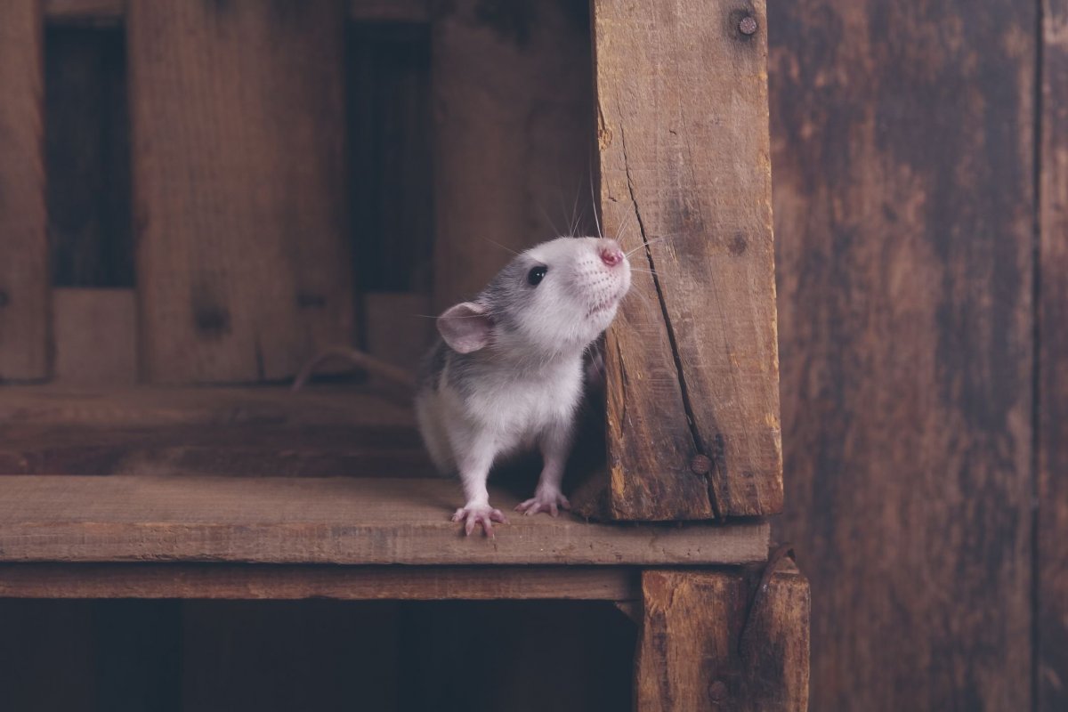 Крыса фото Дикая