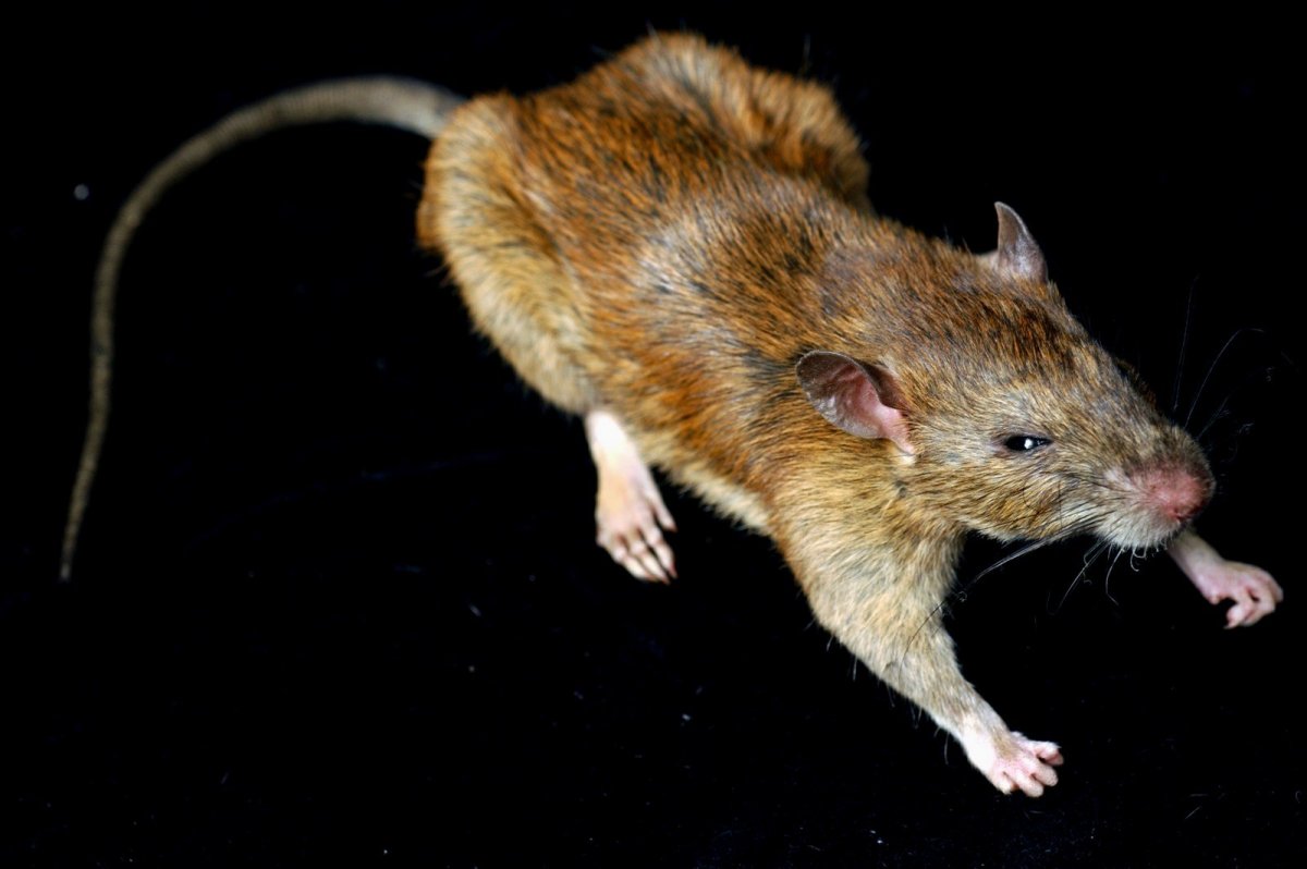 Серая крыса