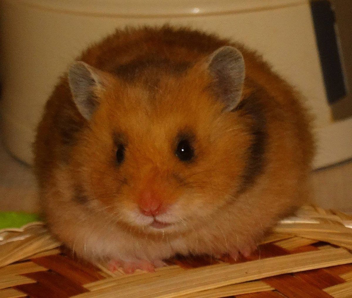 Сирийский золотистый хомячок