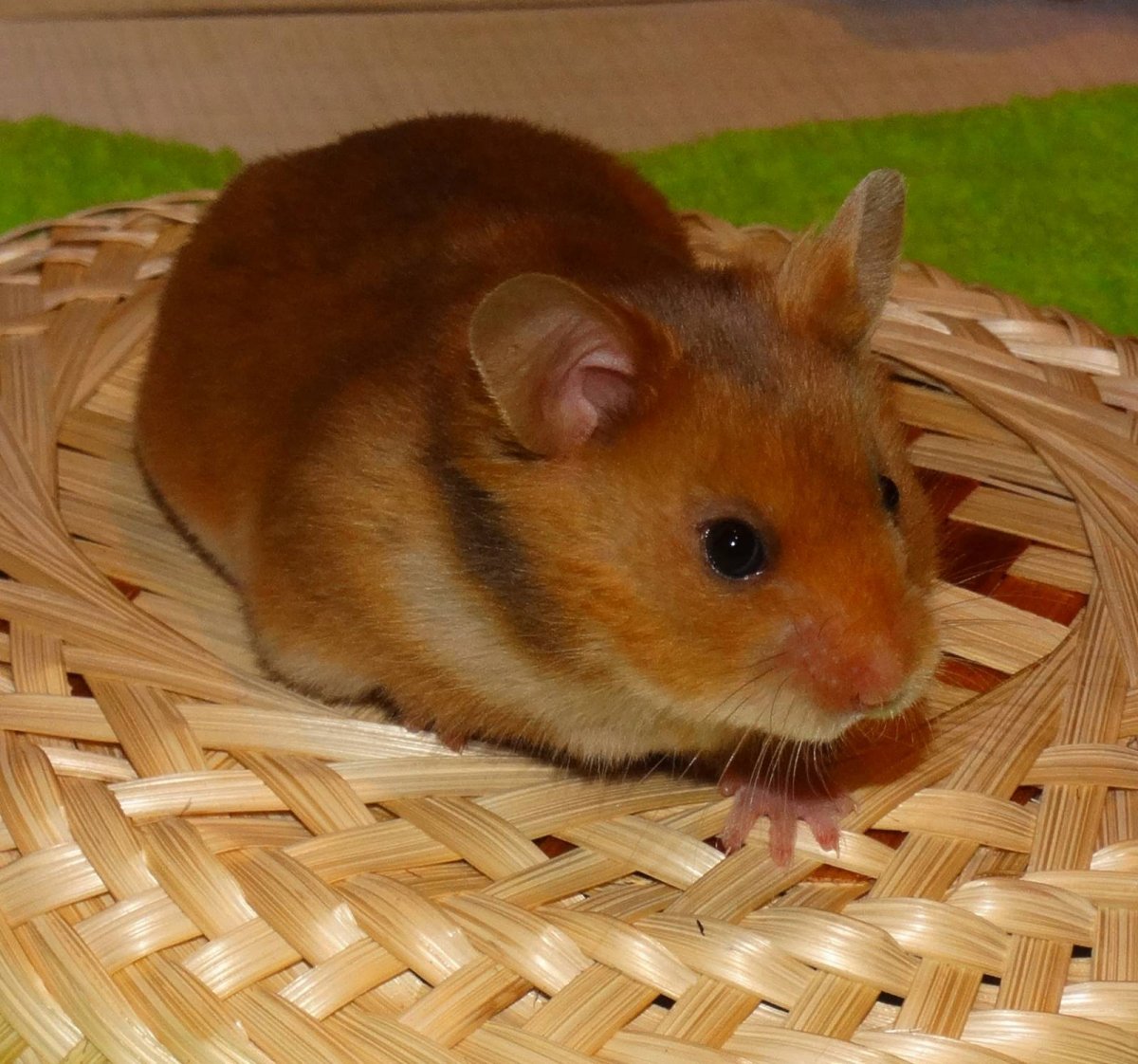 Сирийский хомяк золотистый