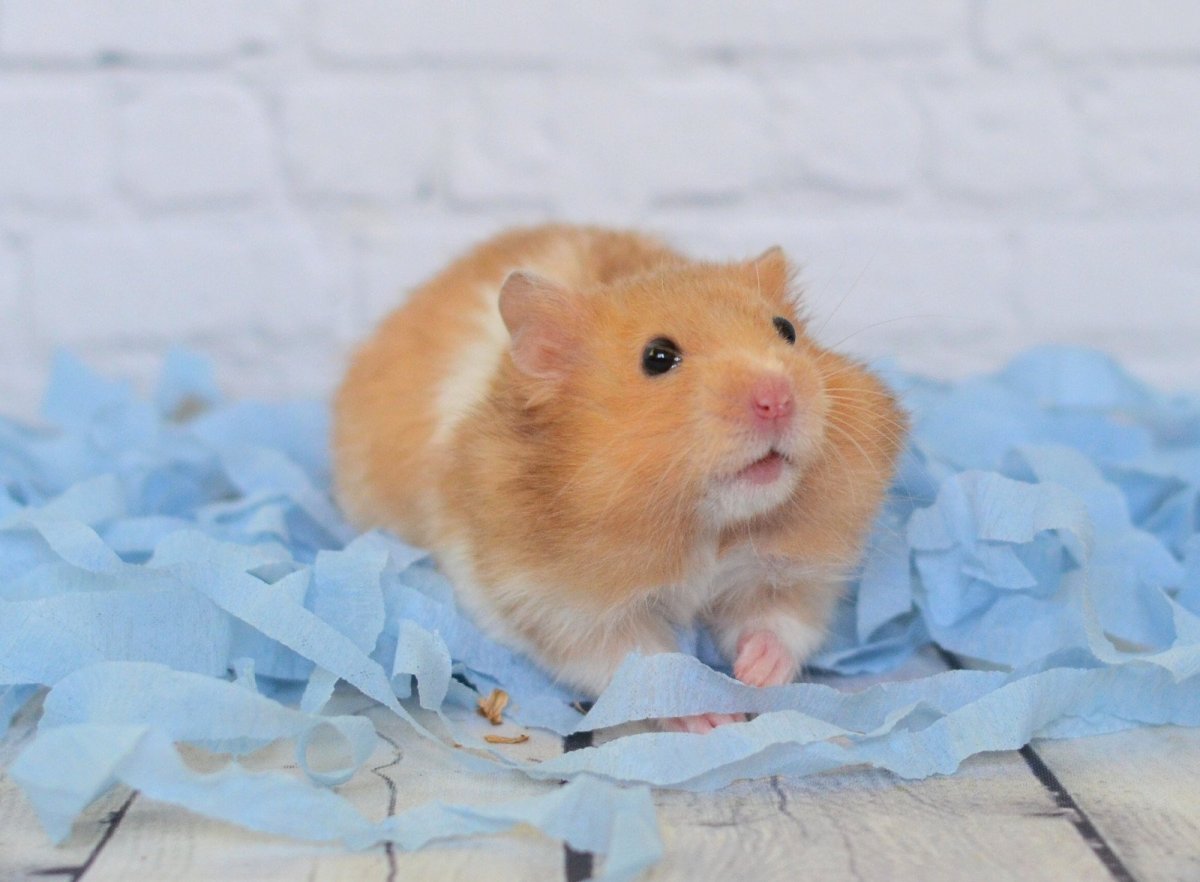 Сирийский хомяк окрасы