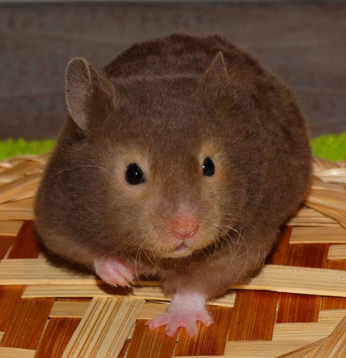 Чёрный сирийский хомяк хомяк