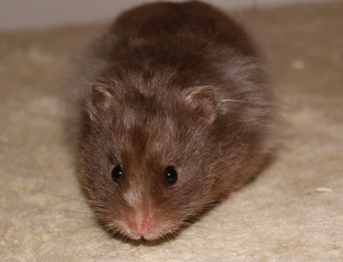 Сирийский хомячок коричневый