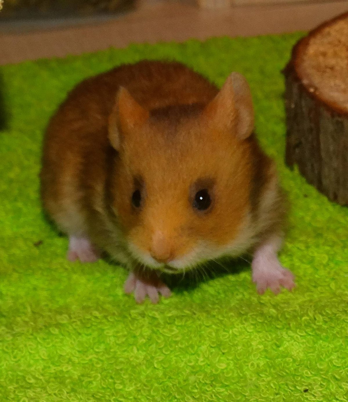 Сирийский хомяк шампань