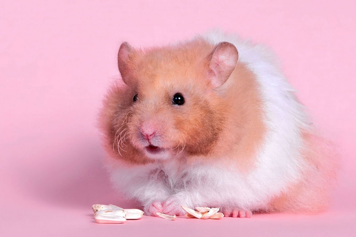 Хомяк породы ангорской