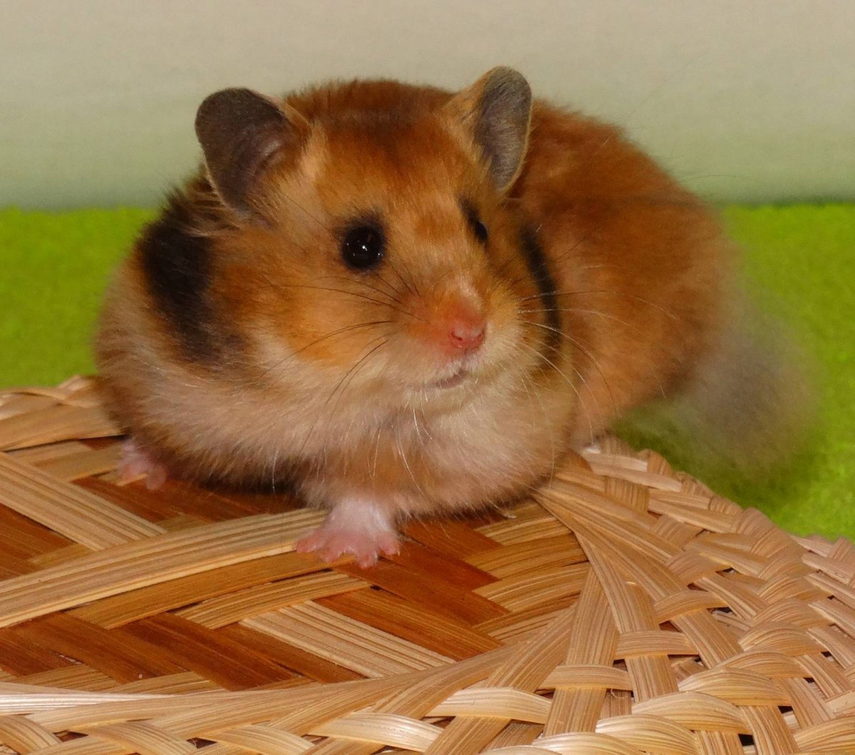 Питомник сирийский хомяк