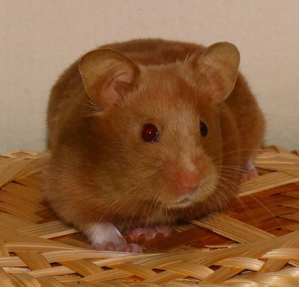 Сирийский хомяк шоколадного окраса