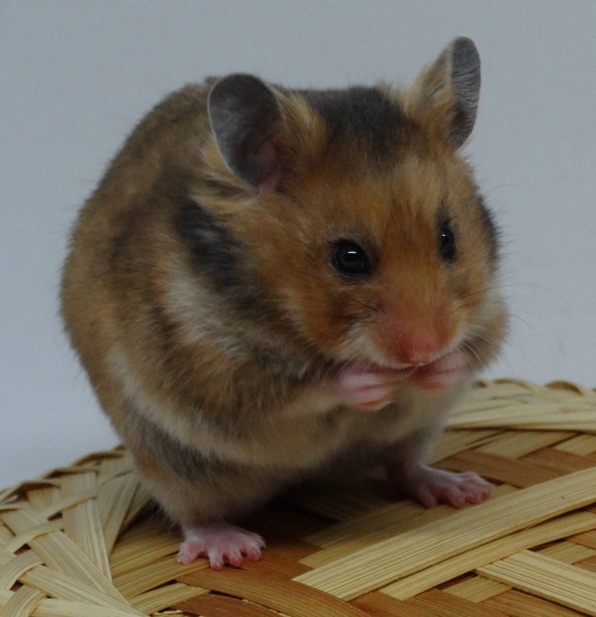 Сирийский хомяк гладкошерстный