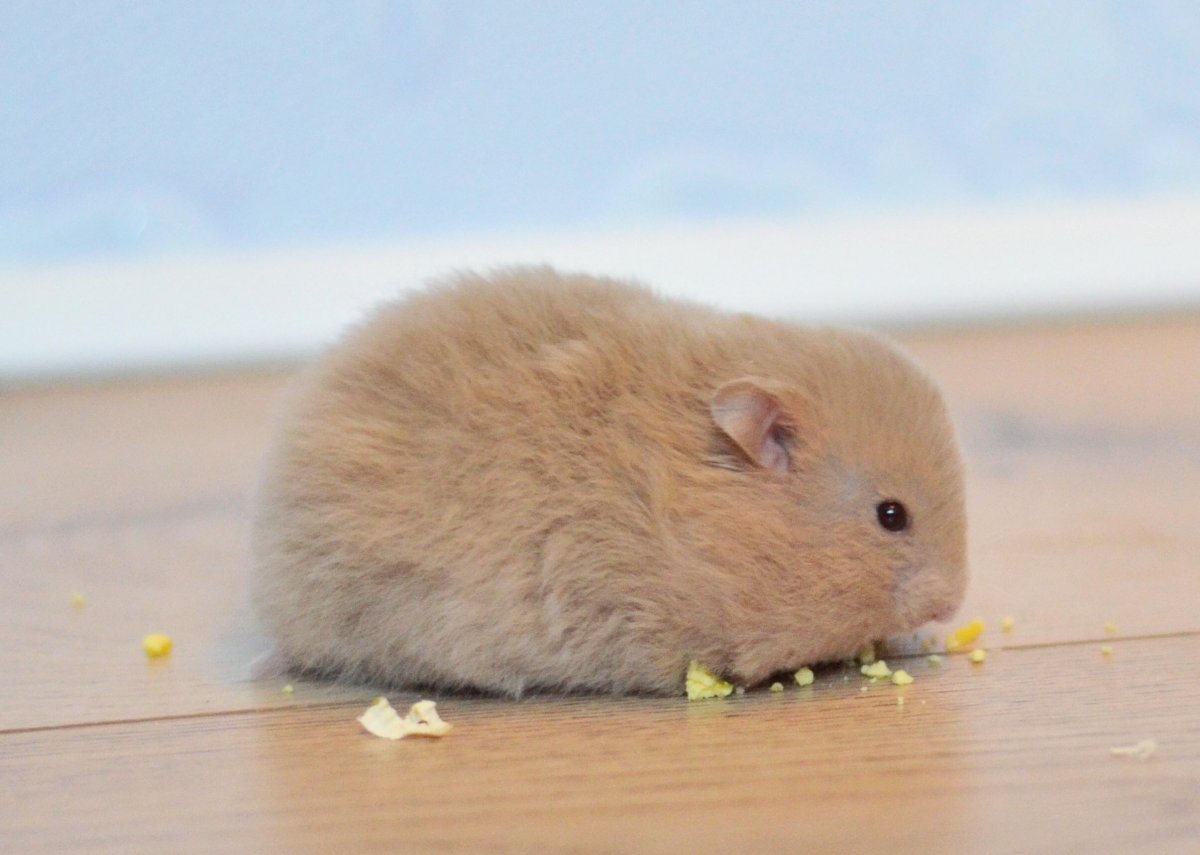 Сирийский хомяк бежевый