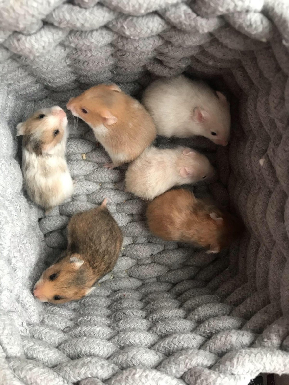 Сирийский хомячок