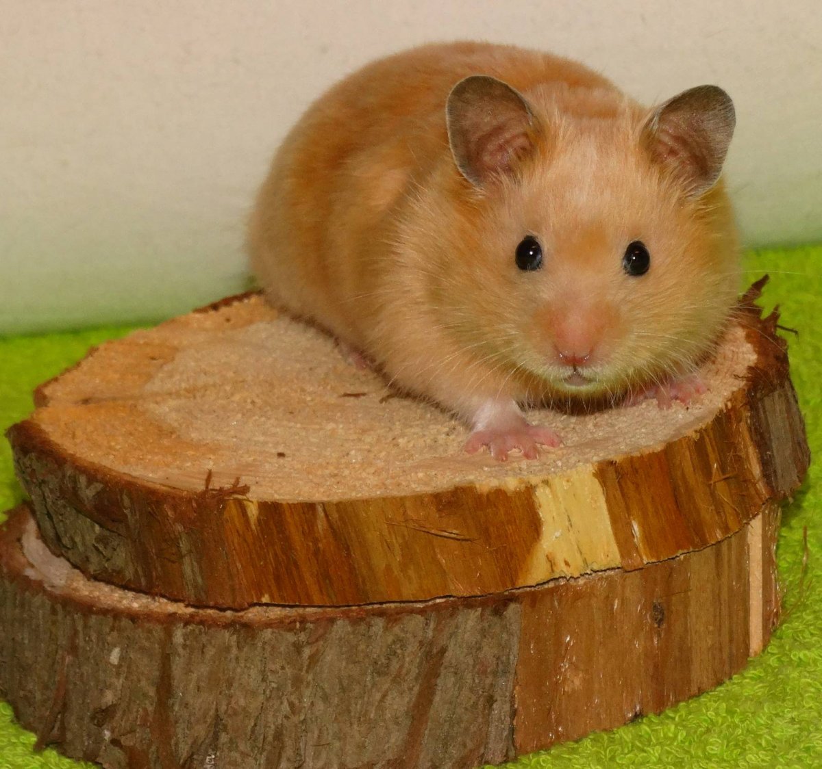 Шоколадный сирийский хомяк