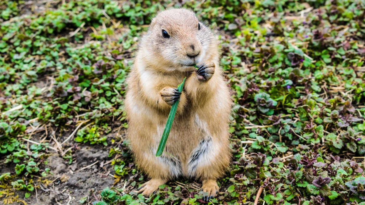 Самые милые Грызуны