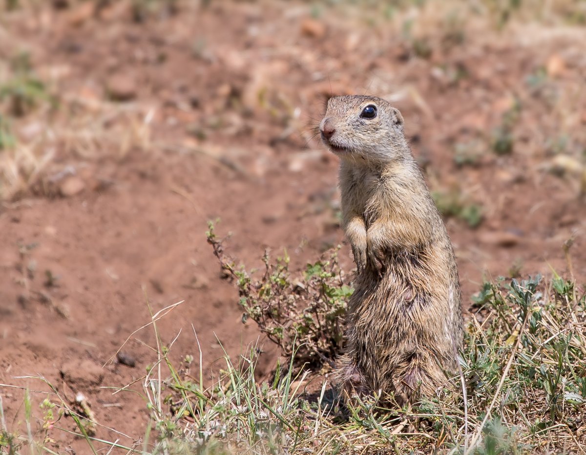 Земляная собачка