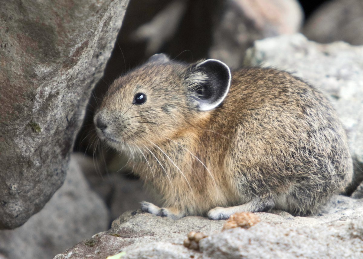 Пищухи зайцеобразные