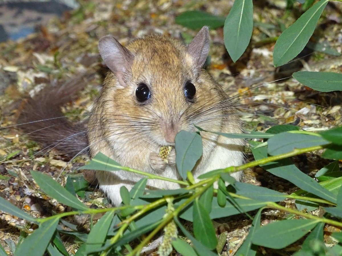 Краснохвостая Песчанка