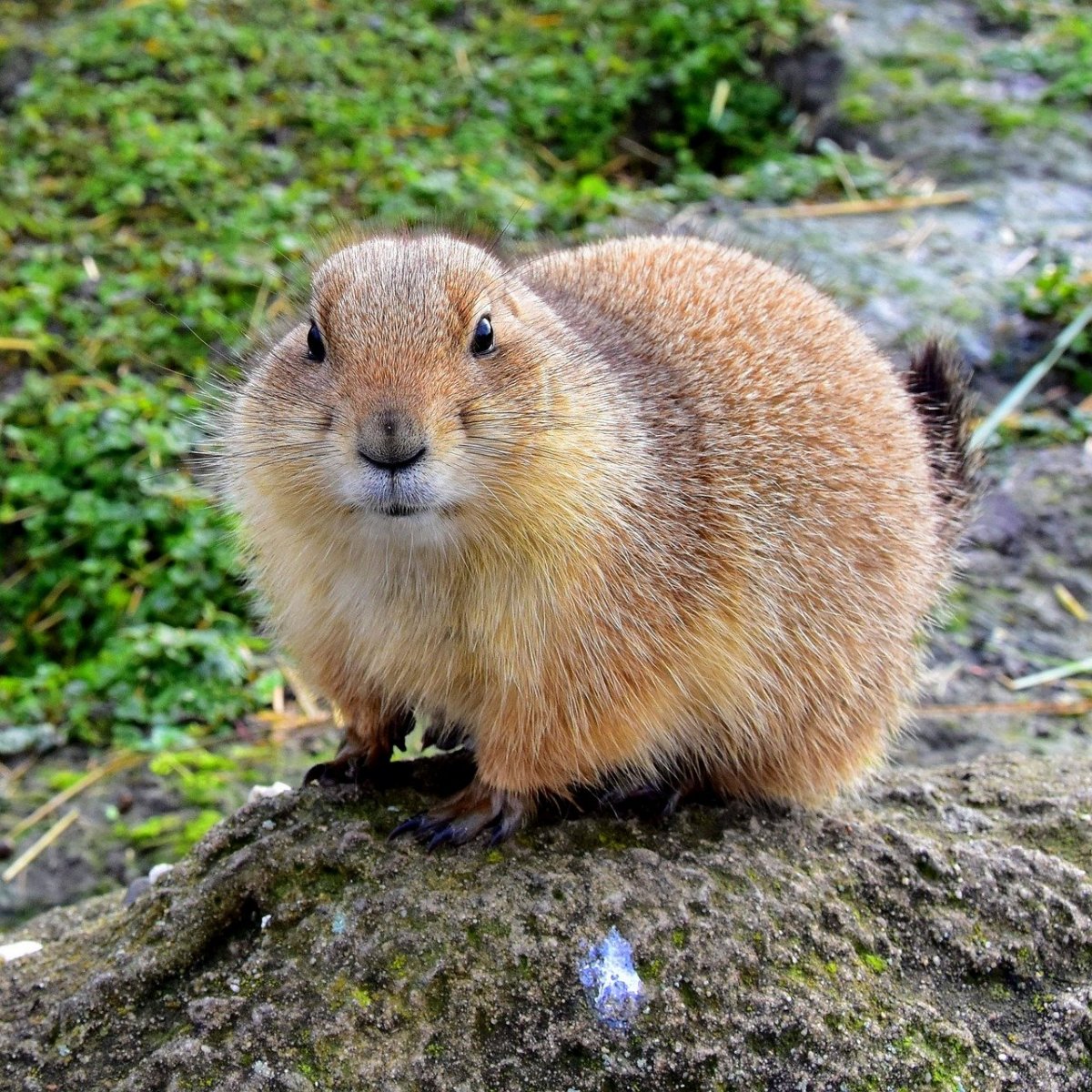 Лесная собачка грызун