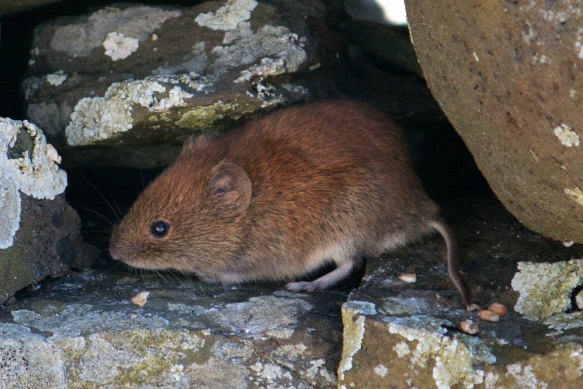 Красная Лесная полевка