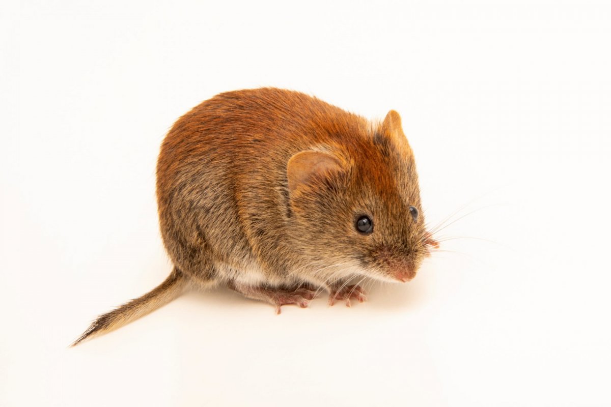 Ольхонская полевка