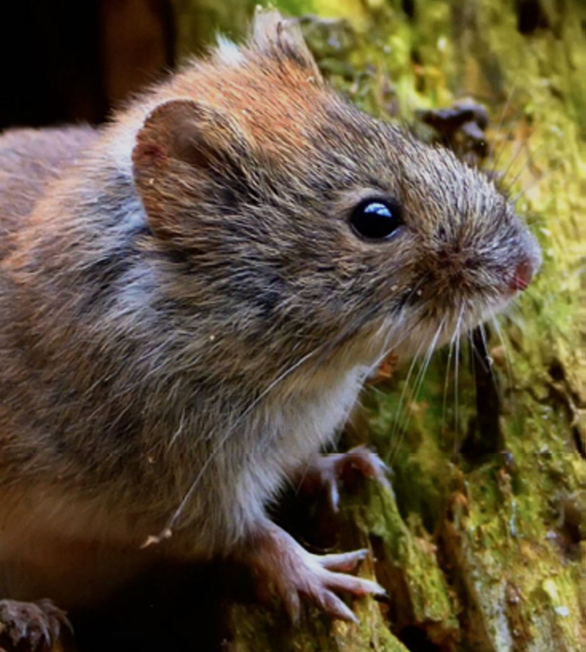 Полёвка рыжая (лат. Myodes glareolus)
