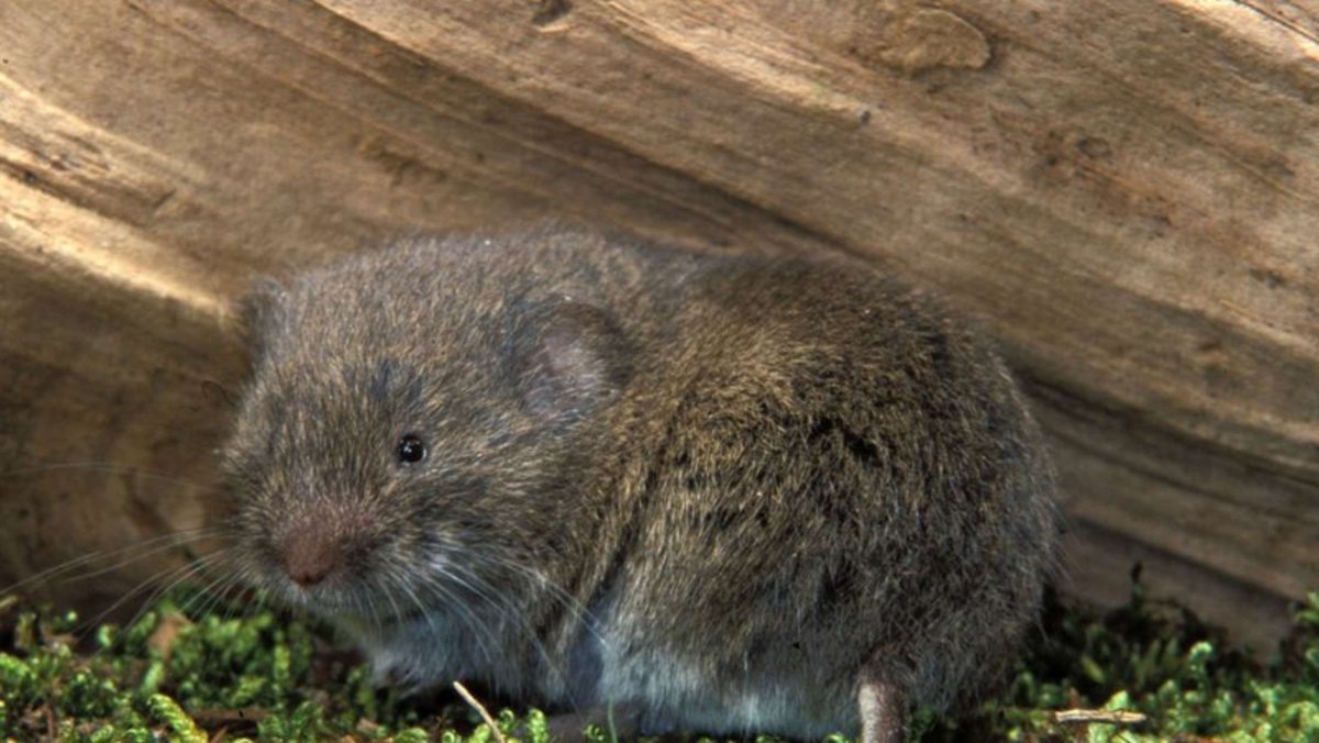 Плоскочерепная полевка