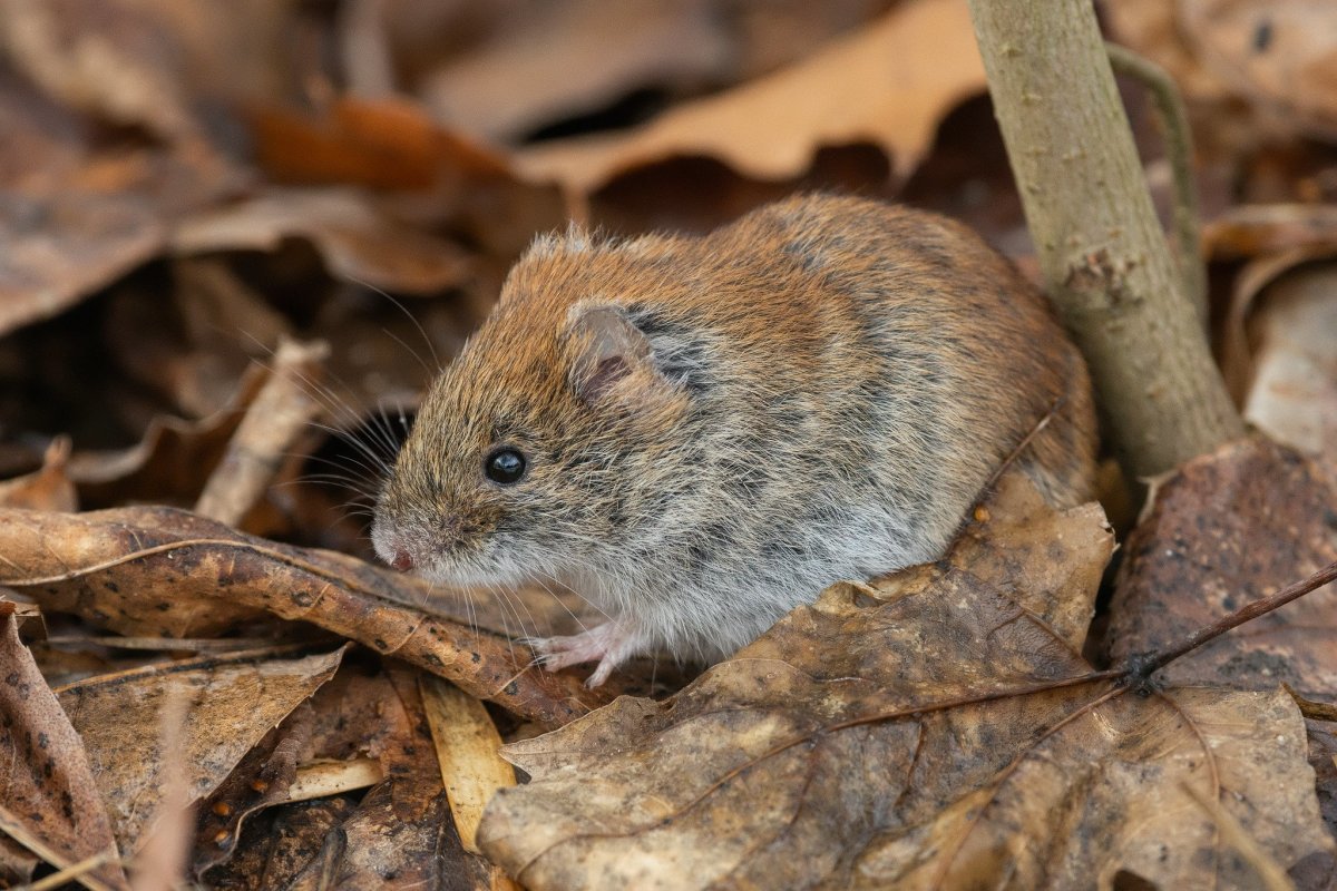 Крысовидный хомячок