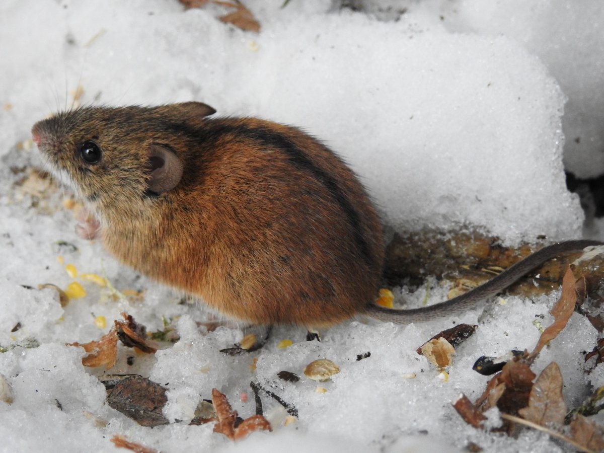 Рыжая Лесная полевка