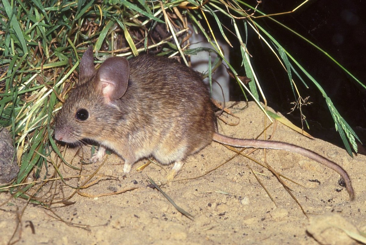 Африканская полосатая мышь