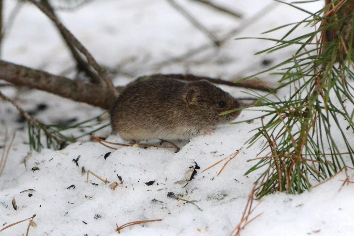 Грызун коричневого цвета