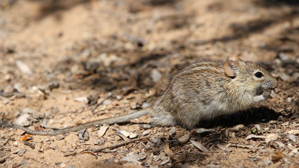 Грызун с длинным хвостом