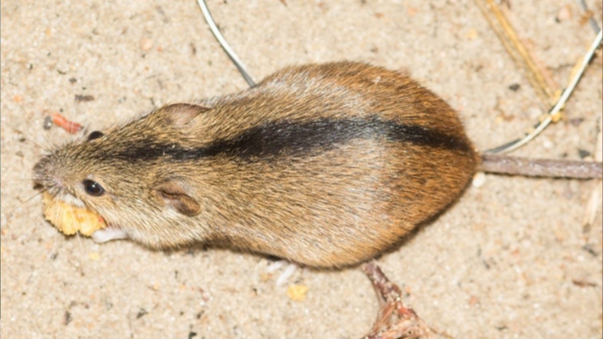 Крыса серая (рыжая, амбарная)