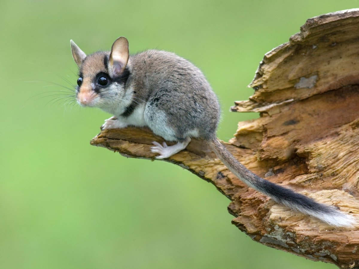 Мышка с большими ушами и пушистым хвостом
