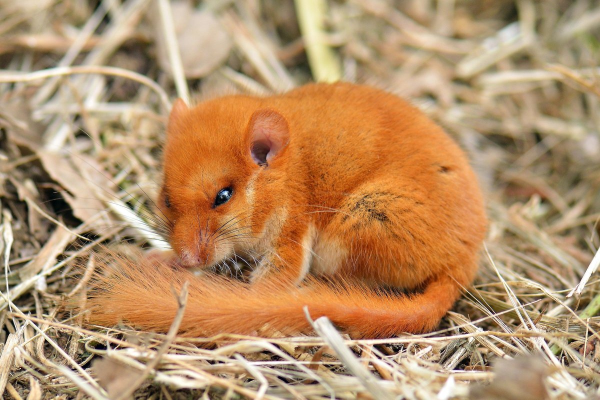 Орешниковая Соня (Muscardinus avellanarius)