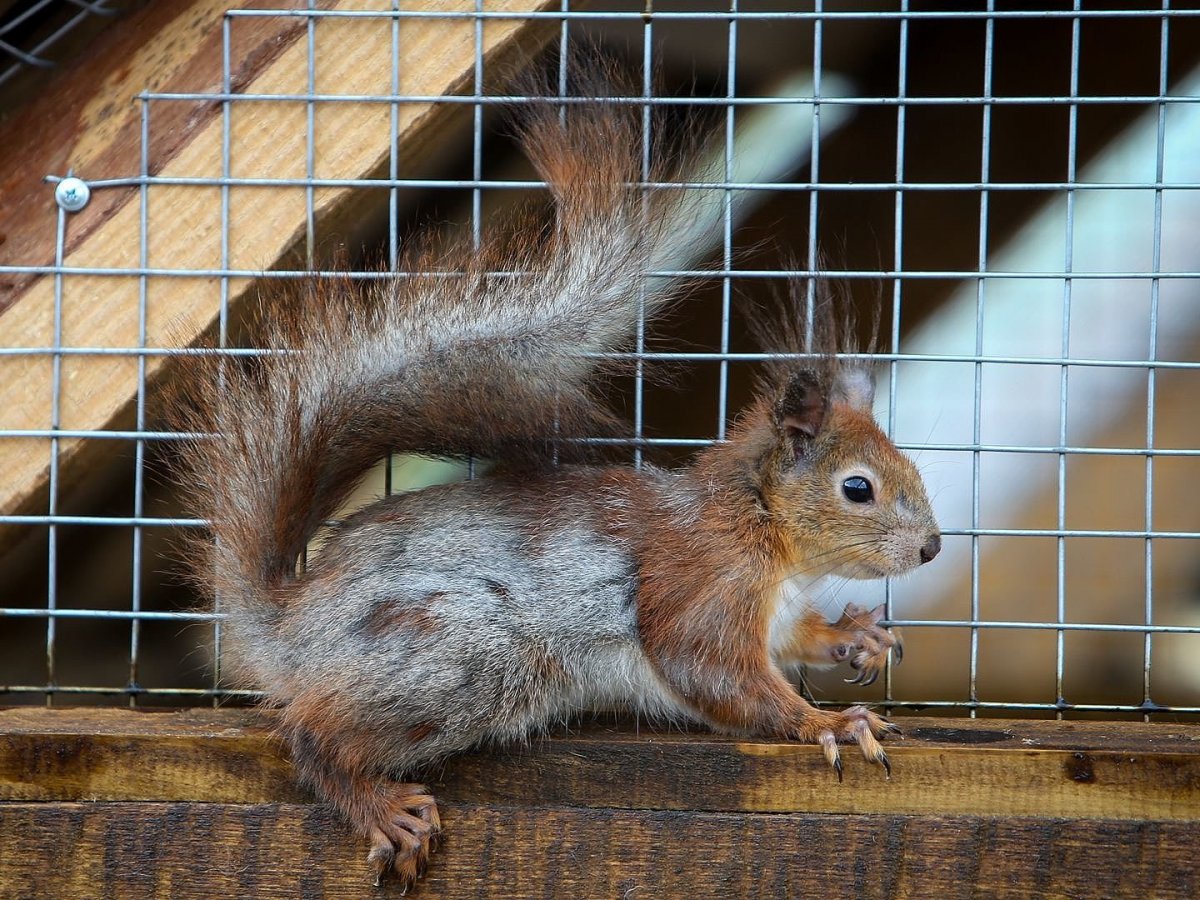 Домашние Грызуны с пушистым хвостом