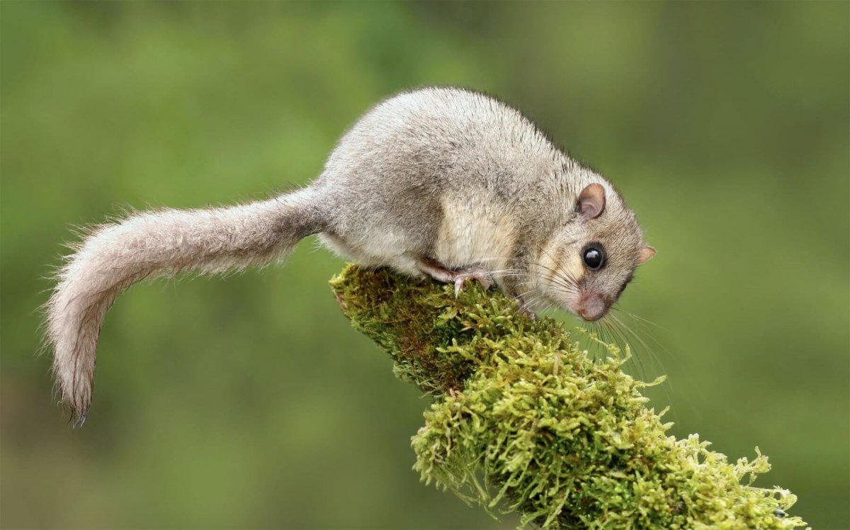 Зверек с пушистым хвостом