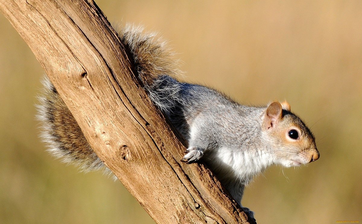 Грызуны с хвостами белок