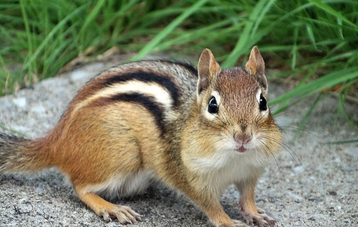 Бурундук Таунсенда