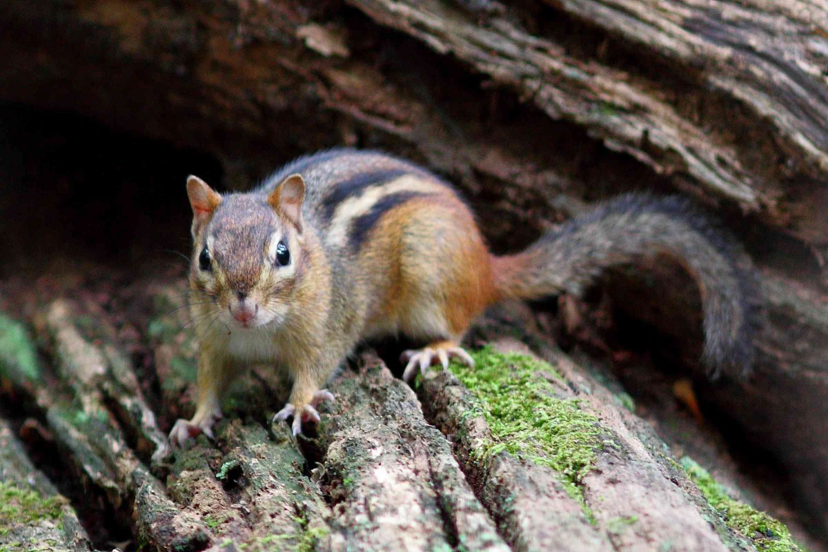 Американский бурундук (Tamias striatus)