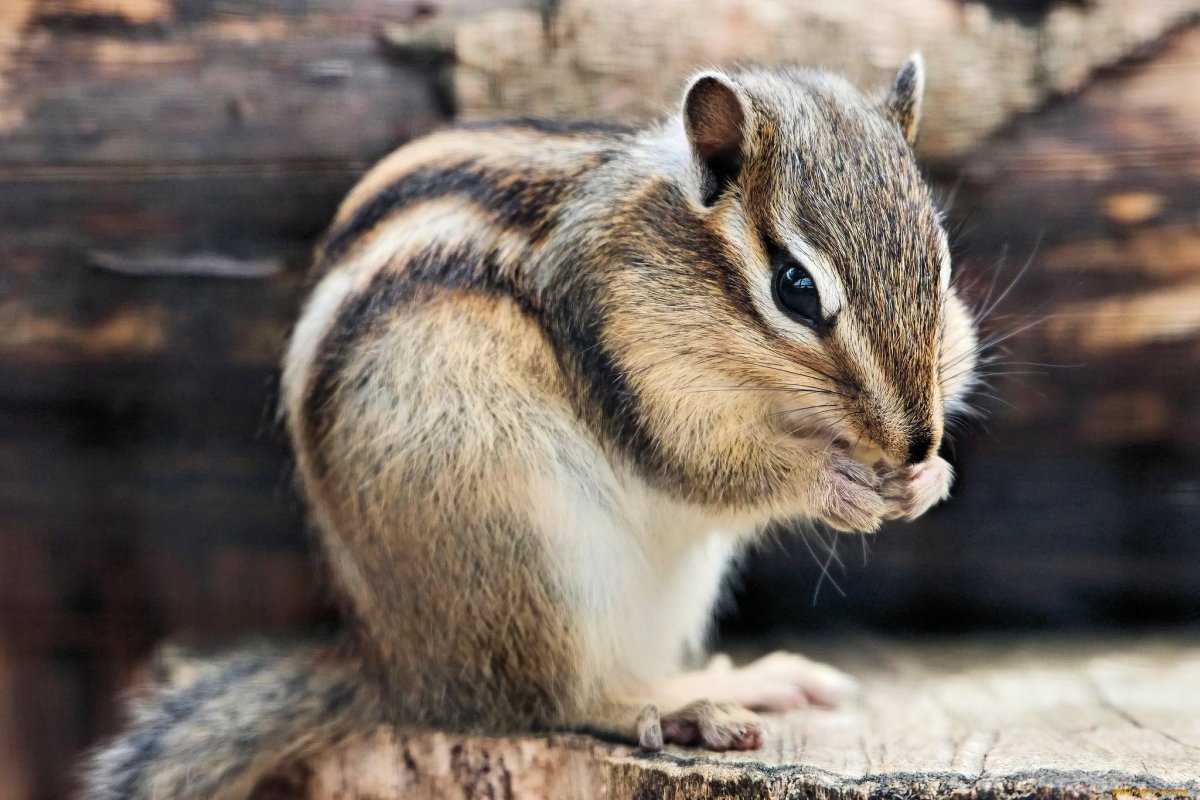Восточноамериканский бурундук