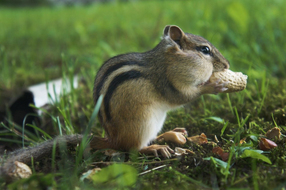 Фото грызунов