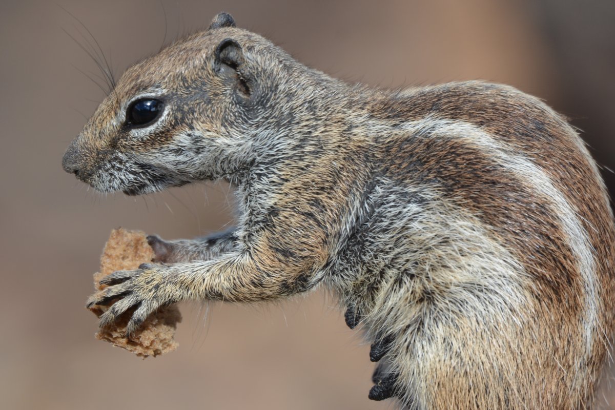 Полосатый грызун