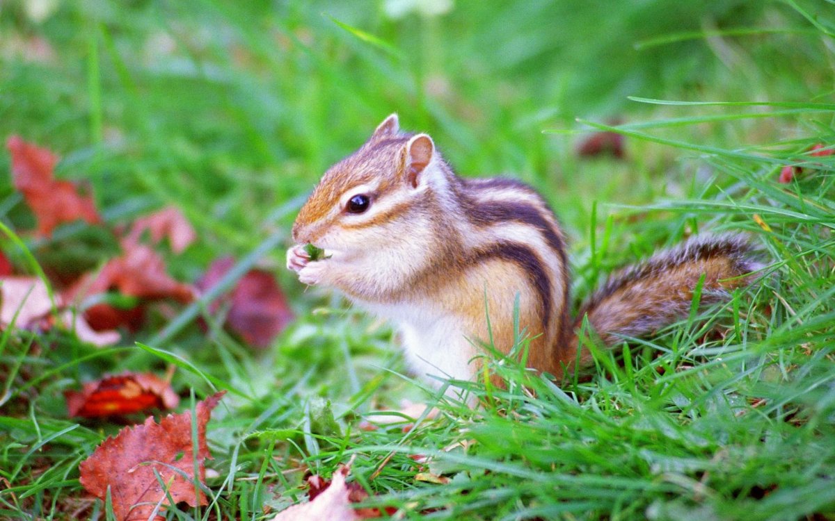 Животные леса бурундук