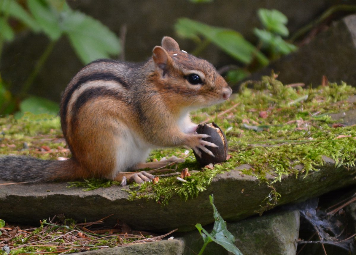Азиатский бурундук Татарстан