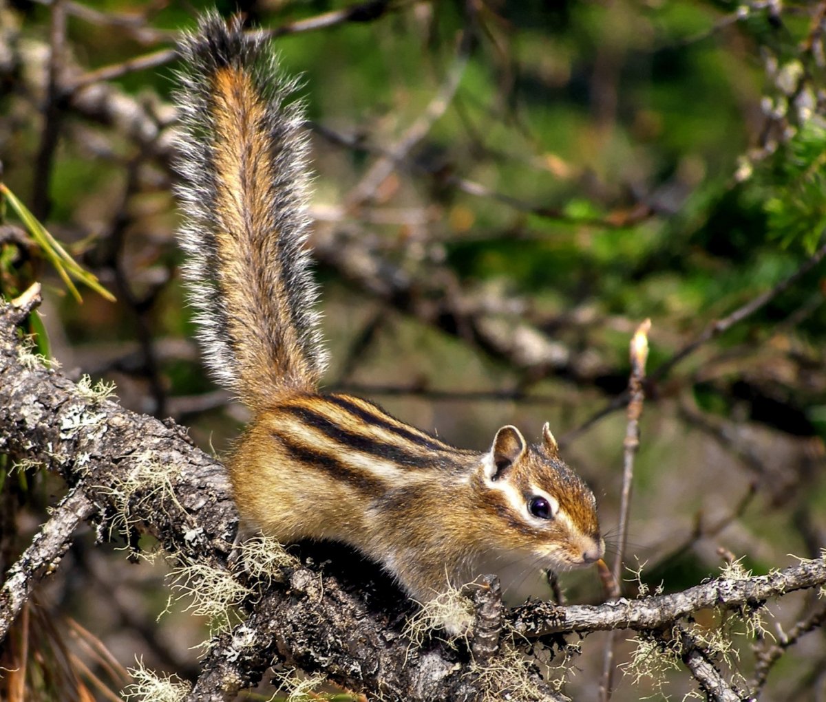 Бурундук Дальневосточный