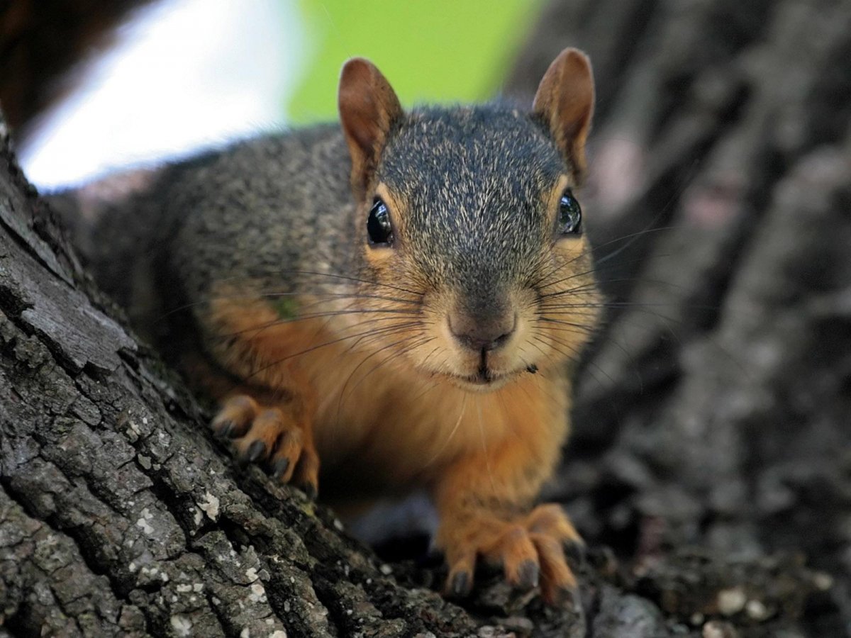 Декоративные белки