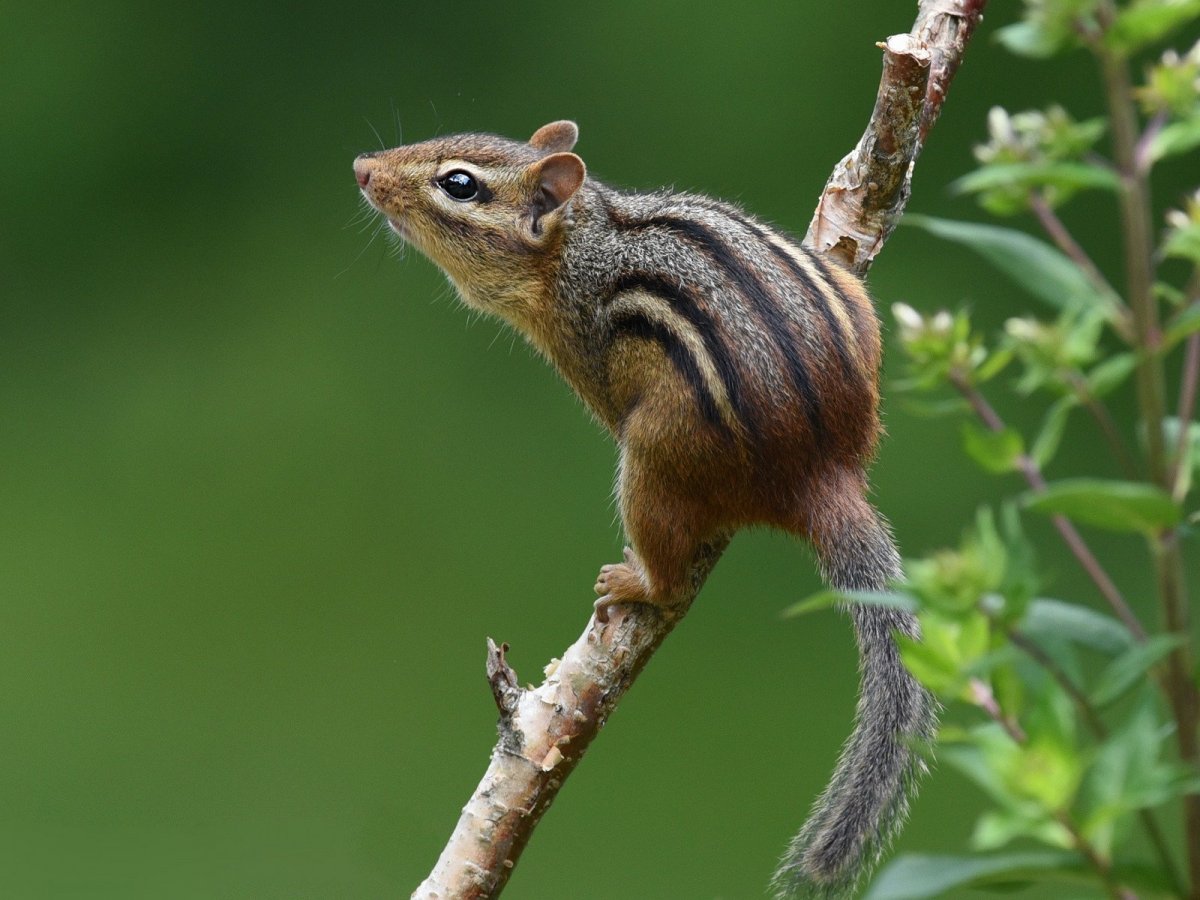 Американский полосатый бурундук