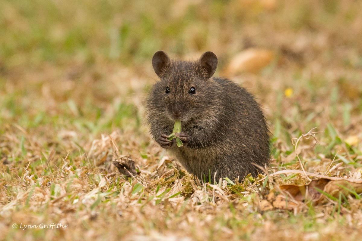 Грызун без хвоста