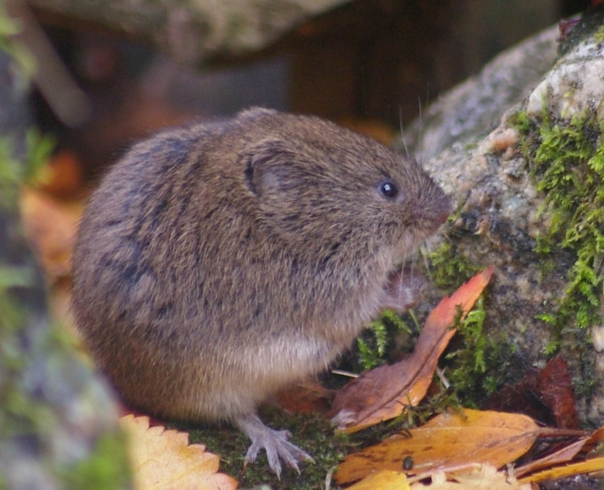 Обыкновенная полевка Microtus arvalis